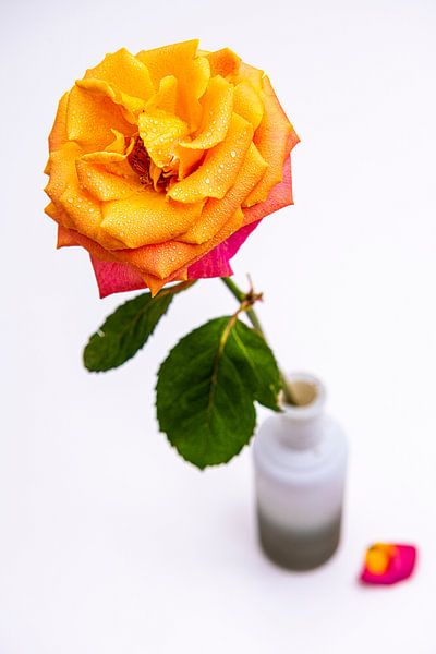 Rose in Vase und Wassertropfen von Roland de Zeeuw fotografie