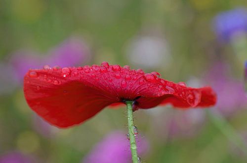 Delicate klaproos met regendruppels