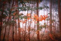 Dream forest .  Wallpaper.
