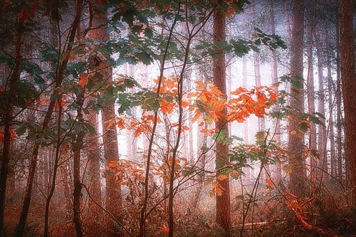 Forêt de rêve .  Fond d'écran.