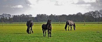 Friesian horses & foals...