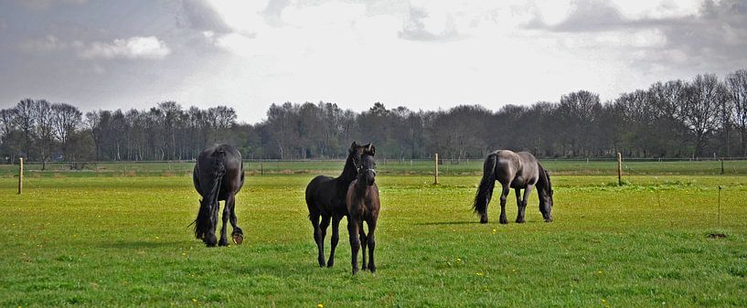 Friesian horses &amp; foals... by Albertha  de Vries