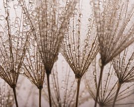 The droplets make the fluff close up by Marjolijn van den Berg