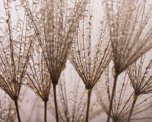 De druppeltjes laten de pluisjes dichtgaan