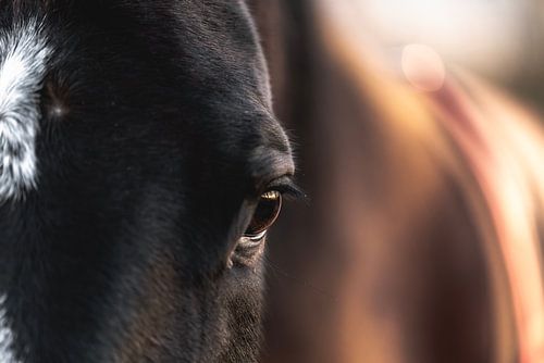 Perception douce Œil d'un cheval en lumière chaude