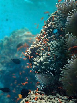 Récif corallien en forme de lion - Art mural sur les fonds marins