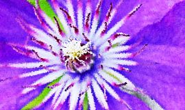 blue common woodland vine flower impression by Werner Lehmann