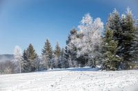 Winter Tree