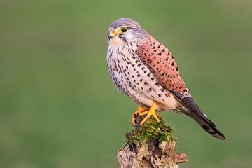 Kestrel (Falco tinnunculus) II by Daniela Beyer