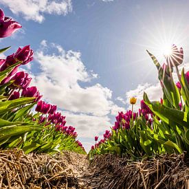 Tulpenfelder im niederländischen Polder von Bram Oostdijk