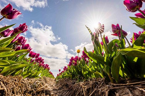 Tulip fields in the Dutch polder