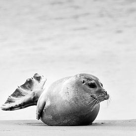 Phoque sur la plage sur Caroline De Reus