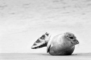 Robbe am Strand von Caroline De Reus