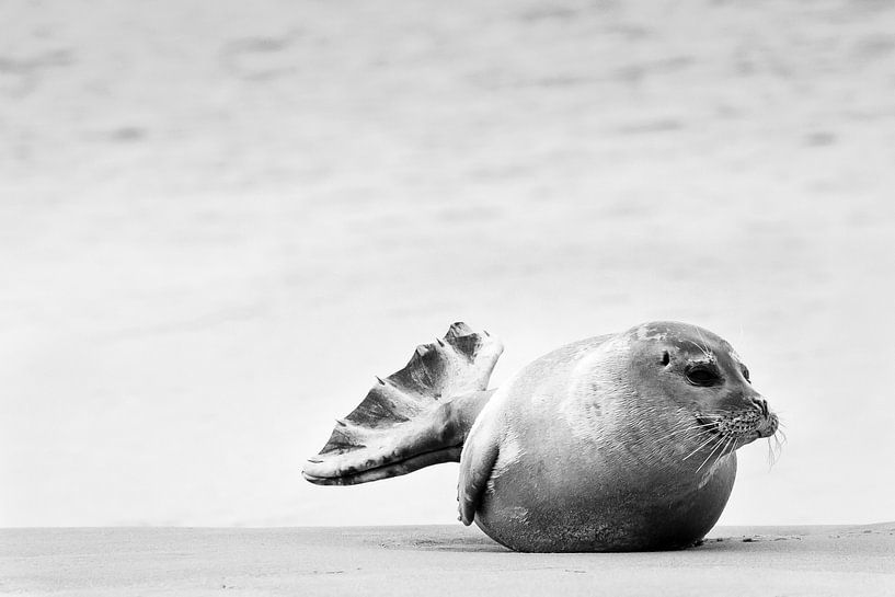 Zeehond op strand van Caroline De Reus