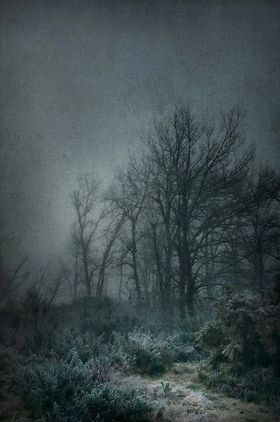 Moonlit Clearing by Dan Courtice