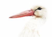 Storch