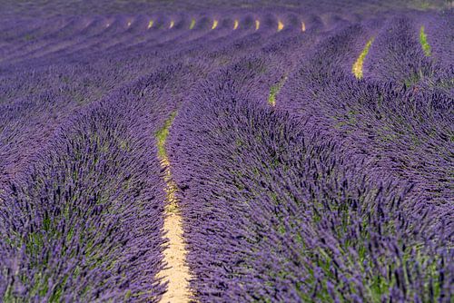 Lavendelveld in Frankrijk