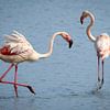 Dansende flamingo's in de Camargue van Beeldpracht by Maaike