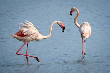 Dansende flamingo's in de Camargue van Beeldpracht by Maaike