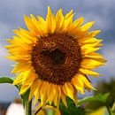 Sunflower by Adelheid Smitt thumbnail