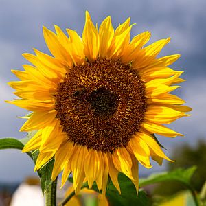 Sonnenblume