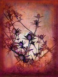 Eryngium - thistle by Claudia Gründler
