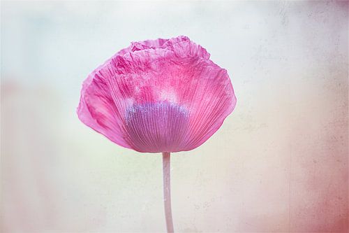 Papaver paars met textuur