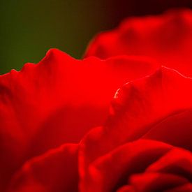 A close-up of a red rose by Studio Zwartlicht