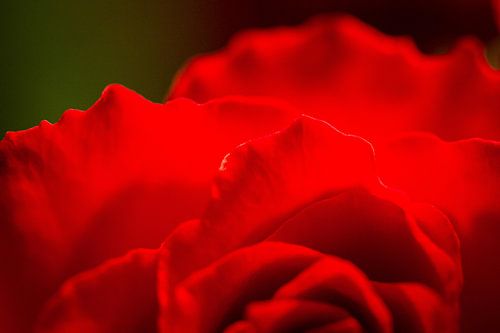 Detail einer roten Rose