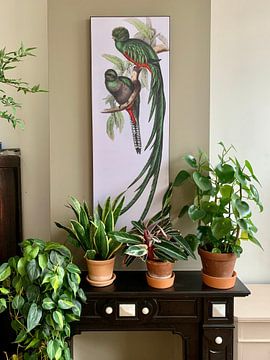 Klantfoto: Quetzal, Trogon resplendens, John Gould van Teylers Museum