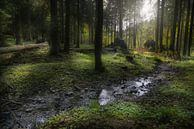 Beekje in het bos van Dieter Beselt thumbnail