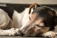 Slaapt deze hond? van Ellen Voorn thumbnail