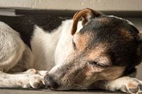 Is the dog sleeping?