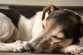 Slaapt deze hond?