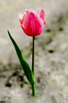 TULP BEWERKT van Henriette Tischler van Sleen