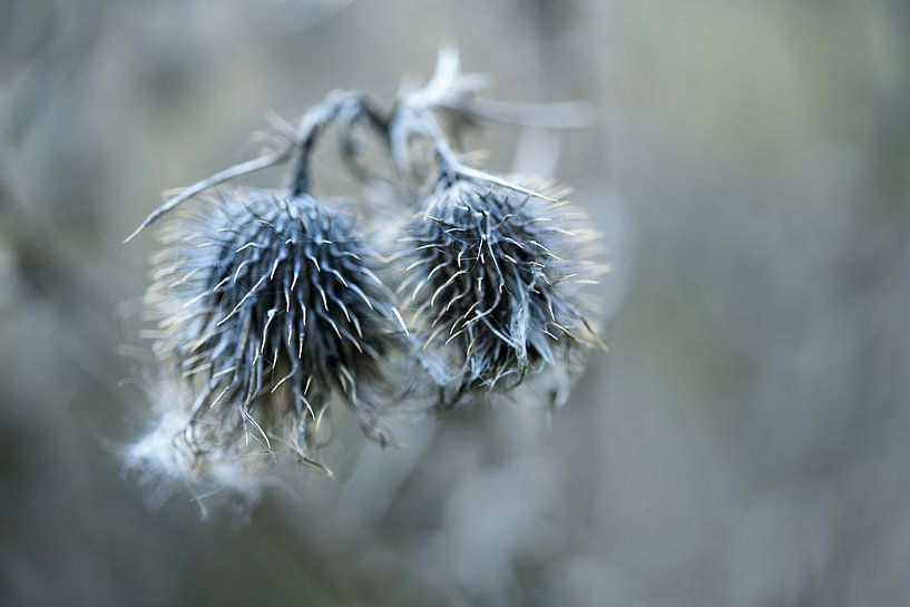 Zwei getrocknete graue Distelblüten vor unscharfem Hintergrund, Natur-Wabi-Sabi-Konzept, Symbol für  von Maren Winter