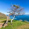 Wood Bay Cape Peninsula South Africa by Cor de Bruijn