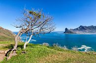 Wood Bay Cape Peninsula Südafrika von Cor de Bruijn Miniaturansicht