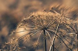 Giant Hogweed by Ellen Driesse