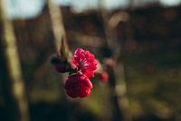 Peach blossom in the spring sunshine