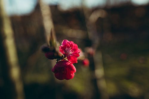Fleur de pêcher sous le soleil de printemps