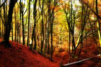 Herbstwald, Farben des Herbstes / Herbstwald
