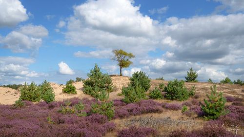 Bloeiende paarse heide Aekingerzand Appelscha