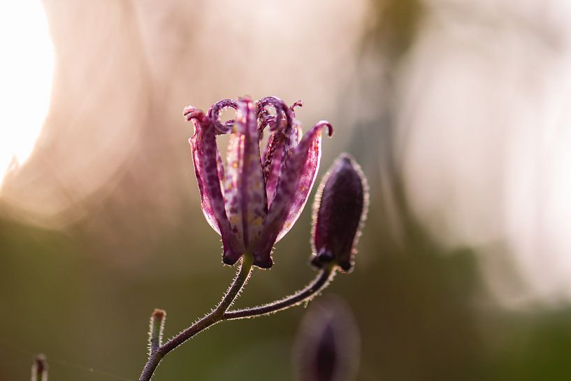 pink autumn splendour by Tania Perneel