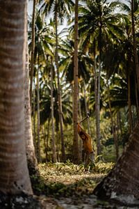 Travailler sur la plantation de cocotiers aux Philippines sur Yvette Baur