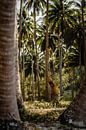 Werken op de kokosnootplantage in de Filipijnen van Yvette Baur thumbnail