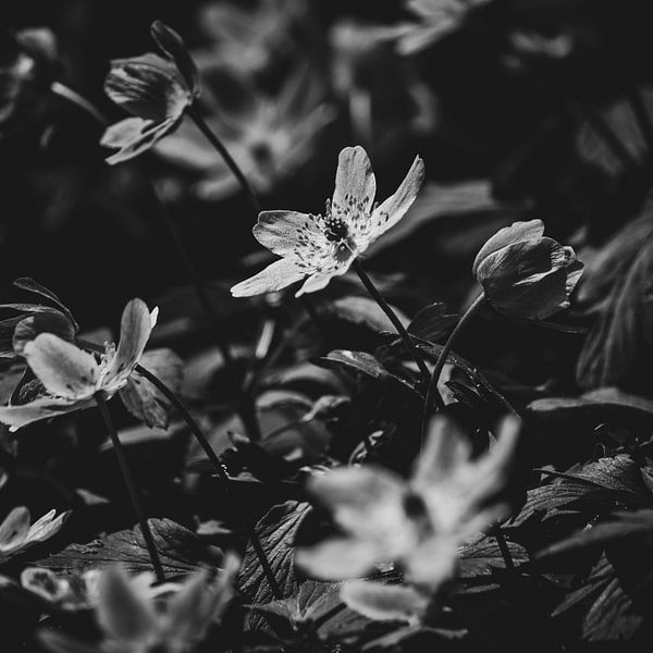 Beautiful Wood Anemone in Matt Black by Imladris Images