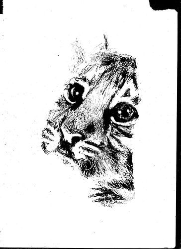 BABY TIJGER ZWART WIT