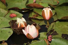 Waterlelies sur Hans van Otterloo