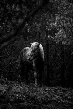 Paard in de Duisternis van het Woud in Zwart-Wit van Femke Ketelaar